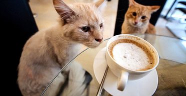 Животные страдают: зоозащитники рекомендуют закрыть котокафе