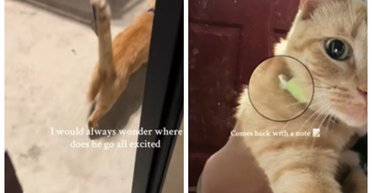 Кот после прогулки вернулся с посланием: владелицу удивило, что животное ведет двойную жизнь (фото)