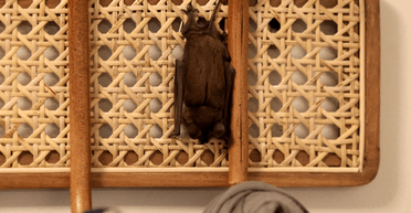 З будинком щось не так: зграя кажанів вижила сім'ю з нового житла (фото, відео)