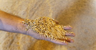 Заработать на еду: как и почему в Украине дорожает хлеб, гречка и другие продукты