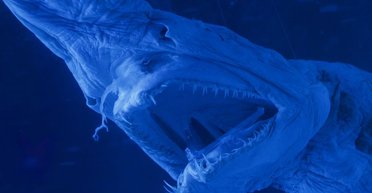 Живі викопні тварини: істоти, які зараз мають такий самий вигляд, як і мільйони років тому (фото)