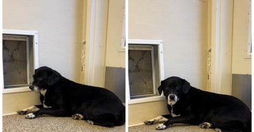 Хозяева вернули "слишком скучную" собаку в приют: ее история заставляет заплакать (видео)