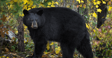 Чорні ведмеді напали на жінку на порозі її будинку