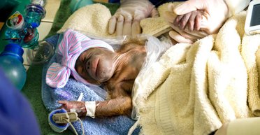 Все как у людей: редкий борнейский орангутанг родила с кесаревым сечением (фото, видео)