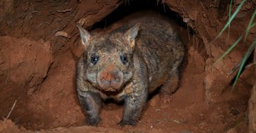 Мама бежала вдогонку: блогерша из США похитила детеныша вомбата в Австралии и взбудоражила сети