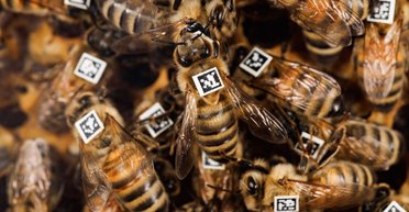 Тайны пчел: ученые обнаружили ген, ответственный за кооперативное поведение