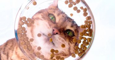 Одну з найдавніших загадок розгадано: чому кішки ніколи не доїдають свою їжу