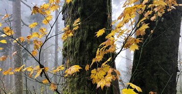 Снег, дожди и резкое потепление до +20: какой будет погода на выходных