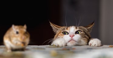 Ученые рассказали, почему кошки охотятся и как их от этого отучить