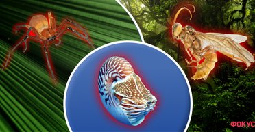 Оса-вампір і гігантський павук-рак: які види знайшли у 2023 році, але краще б не знаходили