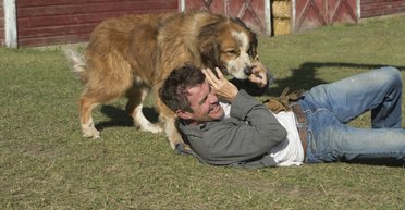 И пес тему просек. Зачем смотреть фильм "Жизнь и цель собаки"