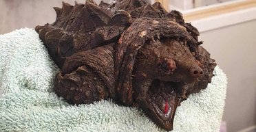 Схоже на динозавра: жінка знайшла у водоймі рідкісну і небезпечну тварину (фото)