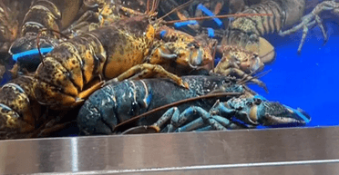 "Найрідкісніший на планеті": маленькі діти врятували рідкісного синього омара (відео)