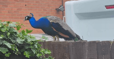 Скаче по дахах: жителі села не можуть нормально спати через "божевільного" павича (фото)