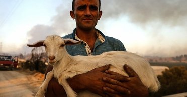 Пожары в Турции: сгорели целые села, жители спасают коров и черепах (фото, видео)