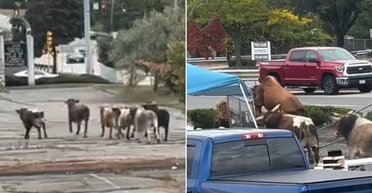 Випадок, гідний книги: бики втекли з родео і вирушили трощити житлові квартали (відео)