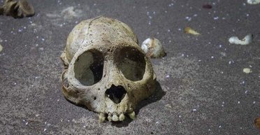 Під водою виявили добре збережені рештки вимерлих мавп Нового Світу (фото)