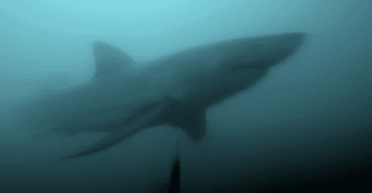 Не знав, що чекає на нього на глибині: дайвер показав зустріч із величезною білою акулою (відео)
