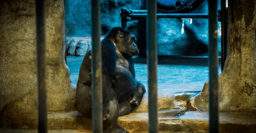 "Найсамотніша горила у світі" проведе 40-е Різдво в тісній клітці (фото)