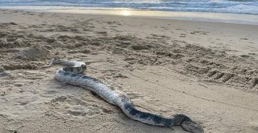 "Яке чудовисько": з океану виповзла величезна отруйна морська змія (фото)