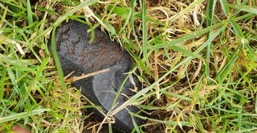 Впервые за 100 лет: в Шотландии открыли охоту на уникальный метеорит (видео)