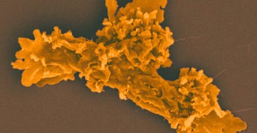Життя встановило новий рекорд термостійкості: росте лише за температури не менше 42°С