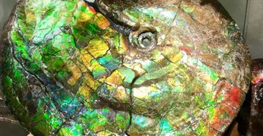 Перламутровые "драгоценные камушки": что делает аммолиты такими яркими