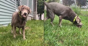 Собака, чиїм улюбленим заняттям було грати в м'яч, осліпла: господиня знайшла вихід