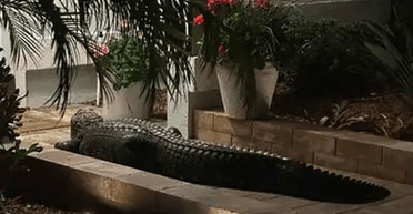 "Собаки божеволіють": жінка зробила відкриття, що лякає, підійшовши до вхідних дверей (фото)