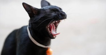 Преданные, милые и дружелюбные: топ пород кошек, которые идеально подойдут для проживания в семье