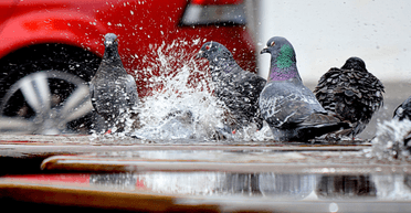 "Зірвався" зі світлофора: поліція заарештувала таксиста, який збив голуба