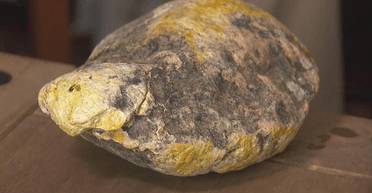 Знахідка вартістю 2,6 млн гривень: блювота кашалота спровокувала конфлікт між сім'ями