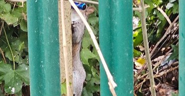 Білки не випускають з лап вейпи: як тварини підсіли на електронні сигарети (фото)