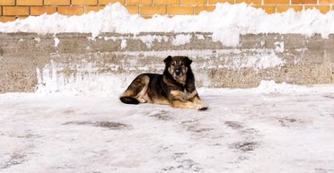 Власників собак почали штрафувати за тримання тварин на ланцюгу, — ЗМІ