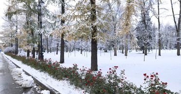 Синоптики предупредили украинцев о снегопадах: где и когда заснежит
