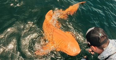 Таких не встречали ранее: у берегов Центральной Америки поймана уникальная "золотая" акула (видео)