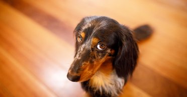 Собак рекомендуют переводить на веганскую диету: они всеядные, также как и люди