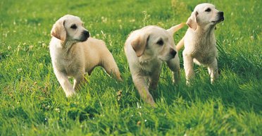 Вперше українською: вийшов посібник з педіатрії домашніх тварин