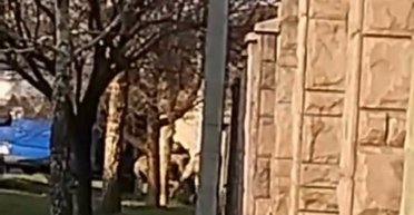 Бросили на землю и ударили: в Мукачево люди в военной форме пытались затащить мужчину в бус (видео)