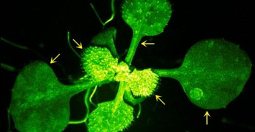 Уперше показано розмову між рослинами: про що вони говорять (відео)