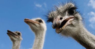 3аповідник "Кийлівська Асканія". Єднання з природою неподалік столиці