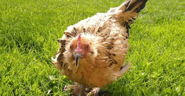 Померла найстаріша курка у світі, занесена до Книги рекордів Гіннесса (фото)