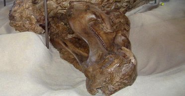 Найдена самая странная мумия в мире: ученые впервые обнаружили копыта у рептилий