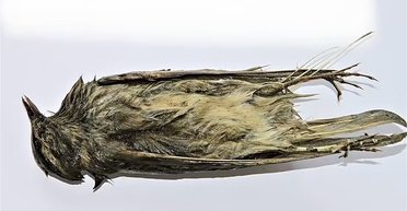 Стрелы и мумифицированная птица: в Норвегии обнаружили уникальный склад артефактов (фото)