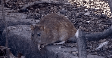 Мешканці будинку знайшли гігантського щура — він завбільшки з кота (фото)