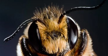 Точно не два: скільки насправді очей у бджоли