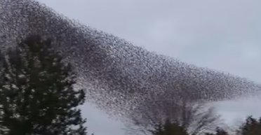 На відео зафіксували темну тінь, що ширяла над озером в Ірландії: що це було (відео)