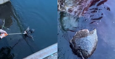 Жінка під час риболовлі спіймала істоту, яку люди "раніше не бачили" (відео)