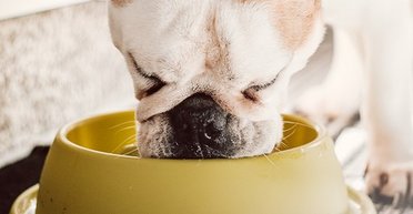 Годування собаки сирим м'ясом може призвести до передачі людині небезпечних бактерій