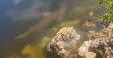 У популярному серед туристів озері знайшли акулу: як вона туди потрапила (фото)